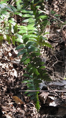 Polystichum lepidocaulon