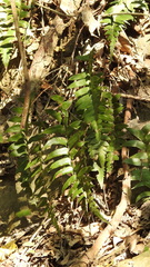 Polystichum lepidocaulon
