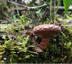 Lentinula aciculospora