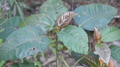 Ficus variegata garciae