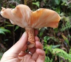 Lentinula aciculospora