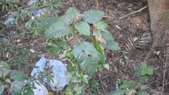 Ficus variegata garciae