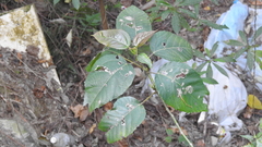 Ficus variegata garciae