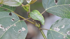 Ficus variegata garciae