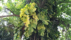 Epipremnum pinnatum image