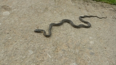 Hemorrhois hippocrepis