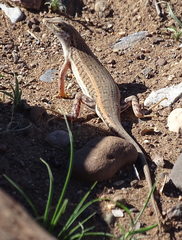 Trachylepis acutilabris