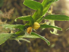 Cymbidieae