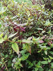 Alternanthera pubiflora