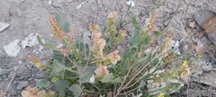Rumex vesicarius
