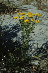 Chrysocoma coma-aurea