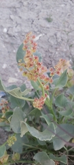 Rumex vesicarius