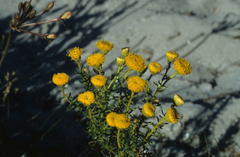 Chrysocoma coma-aurea