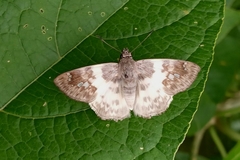 Polyctor
