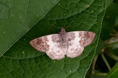 Polyctor