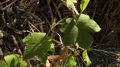 Camonea vitifolia