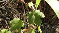 Camonea vitifolia
