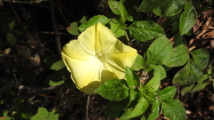 Camonea vitifolia