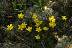 Ranunculus insignis