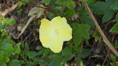 Camonea vitifolia