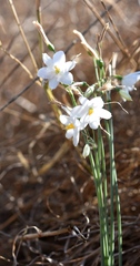 Acis ionica