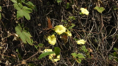 Camonea vitifolia