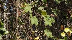 Camonea vitifolia