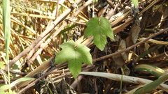 Camonea vitifolia