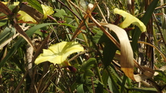 Camonea vitifolia