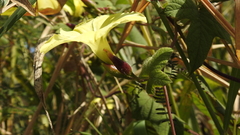 Camonea vitifolia