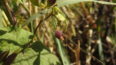 Camonea vitifolia