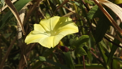 Camonea vitifolia