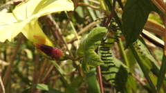 Camonea vitifolia