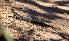 Agama kirkii