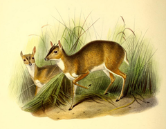 Royal Antelope photo 4