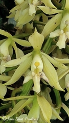 Epidendrum klotzscheanum