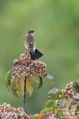 Saxicola stejnegeri