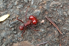 Atta laevigata