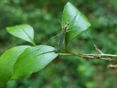 Nephrotoma virescens