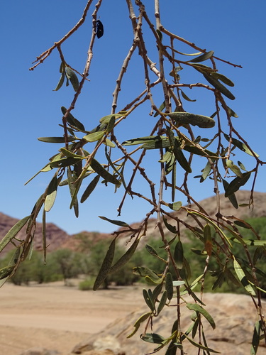 Maerua schinzii image