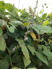 Calopogonium caeruleum