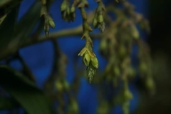 Epidendrum bogotense