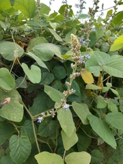 Calopogonium caeruleum