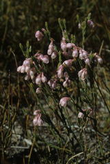 Erica palliiflora