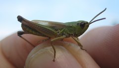 Pseudochorthippus parallelus parallelus