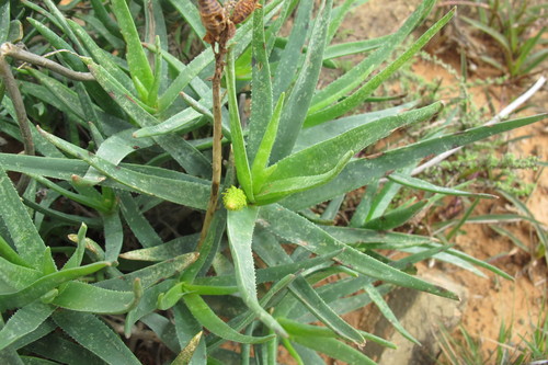 Aloiampelos tenuior