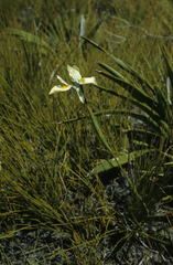 Moraea angusta