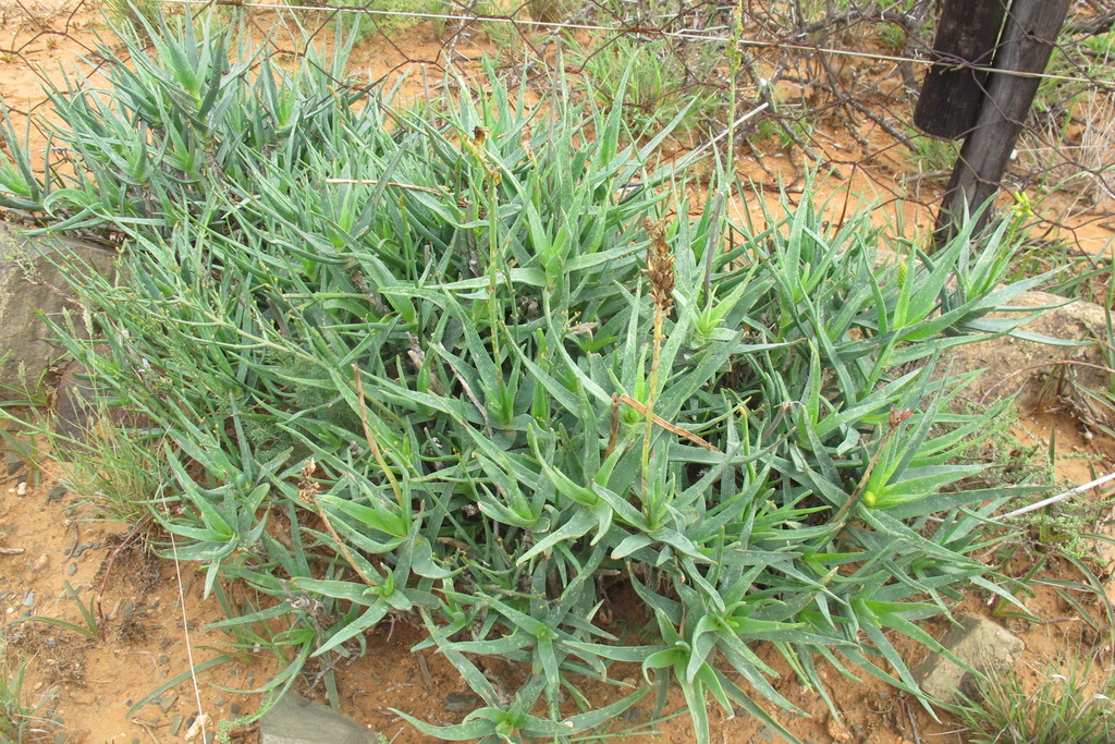 Aloiampelos tenuior, Western District, South Africa