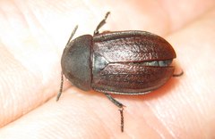 Silpha tyrolensis