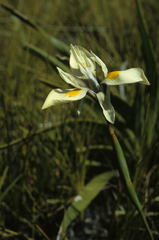 Moraea angusta